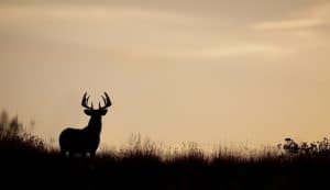Trophy buck looking into horizon