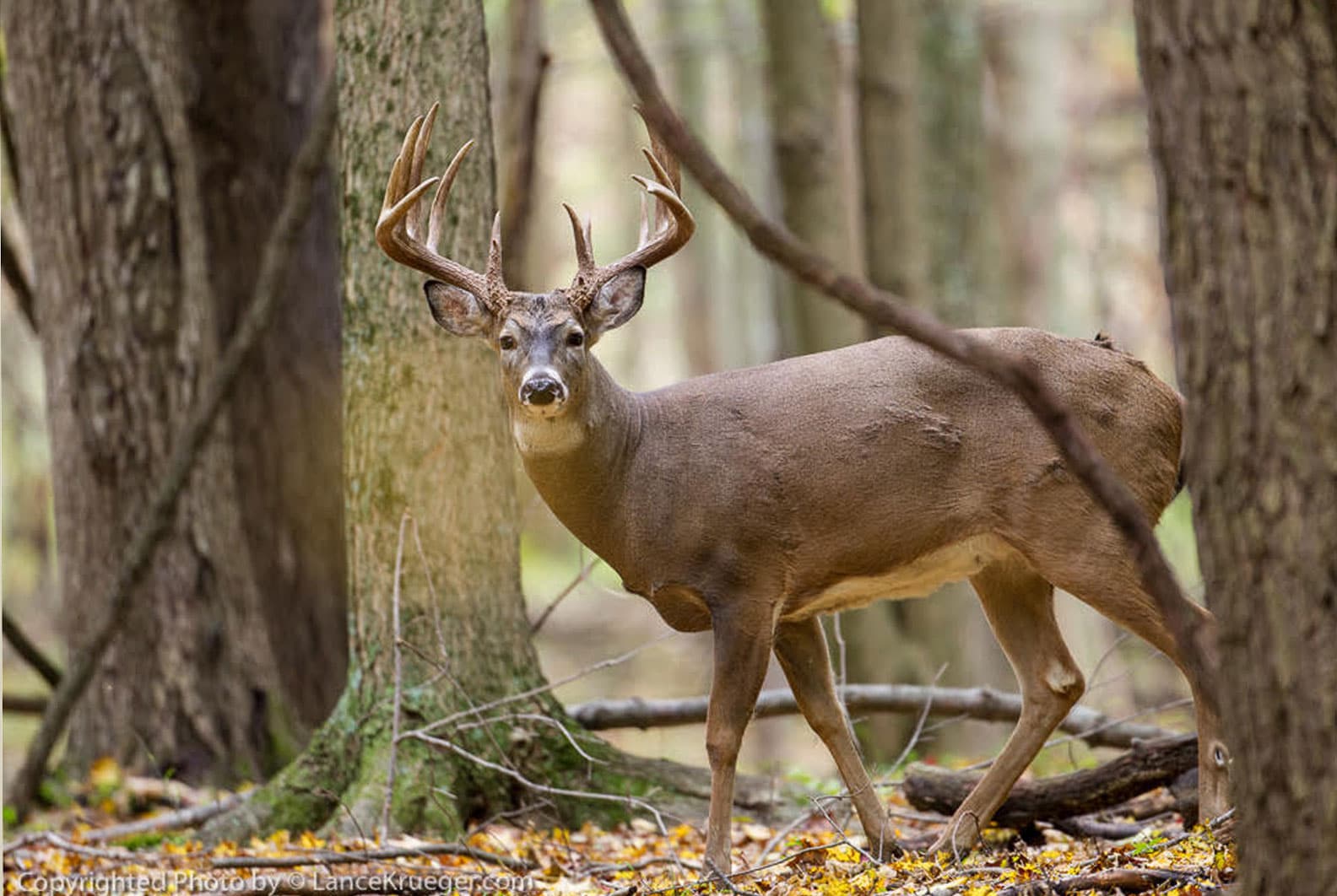 backgroundwoodsbuck KG Deer Ranch