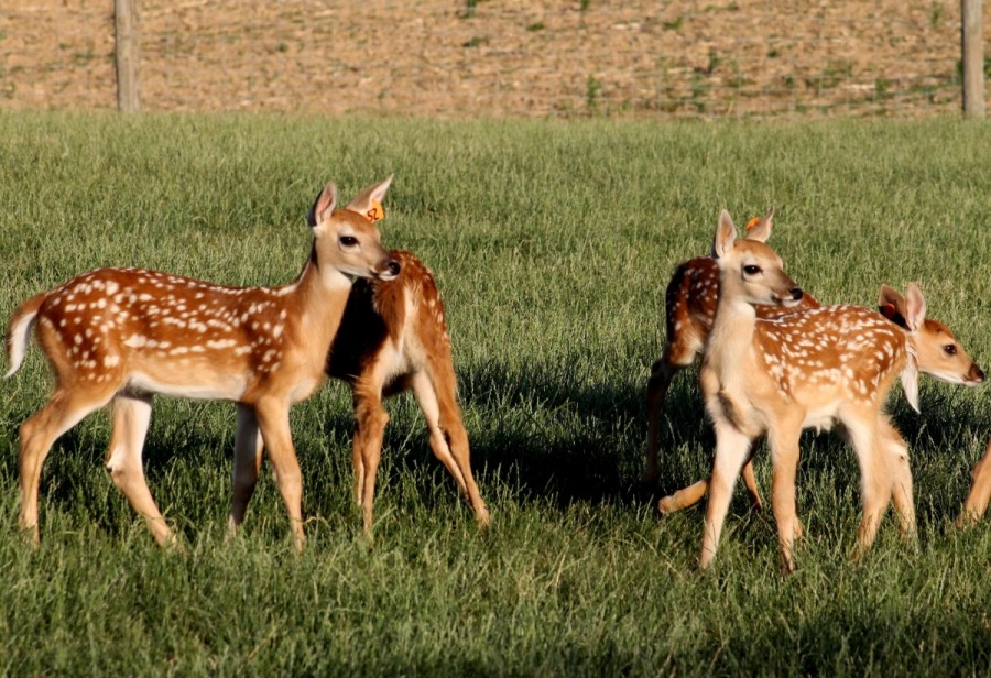 deer-7
